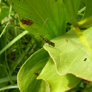 (Nemophora minimella)