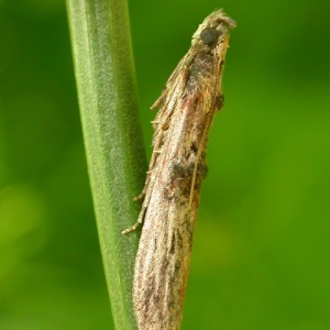 (Nephopterix angustella)