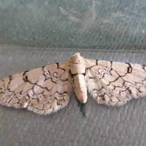 Netted Pug (Eupithecia venosata)