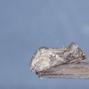 The Ni Moth (Trichoplusia ni)
