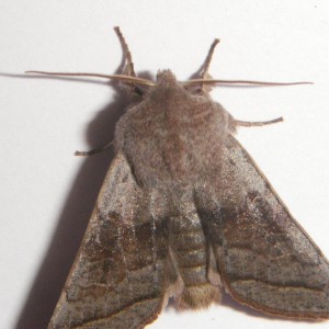 Northern Drab (Orthosia opima)