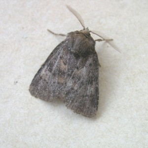 Northern Rustic (Standfussiana lucernea)