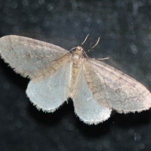 Northern Winter Moth (Operophtera fagata)