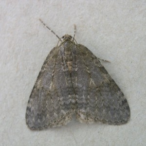 November Moth (Epirrita dilutata)