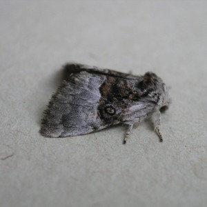 Nut-tree Tussock (Colocasia coryli)