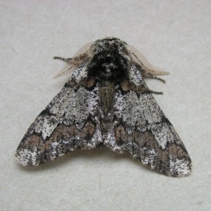 Oak Beauty (Biston strataria)