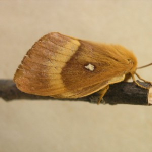 Oak Eggar (Lasiocampa quercus)