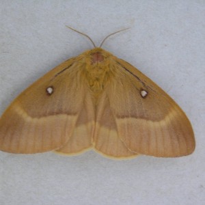 Oak Eggar (Lasiocampa quercus)