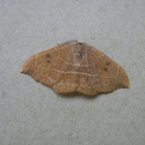 Oak Hook-tip (Watsonalla binaria)