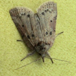 Oak Nycteoline (Nycteola revayana)