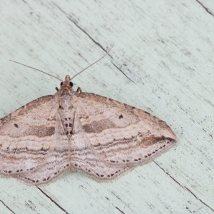 Oblique Carpet (Orthonama vittata)