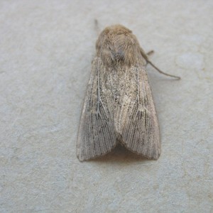 Obscure Wainscot (Leucania obsoleta)