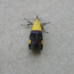 (Oecophora bractella)