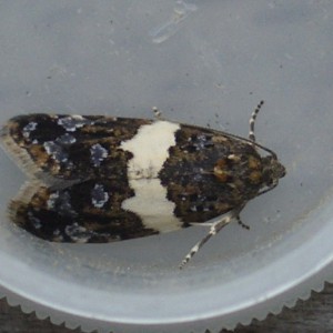(Olindia schumacherana)
