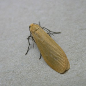 Orange Footman (Eilema sororcula)