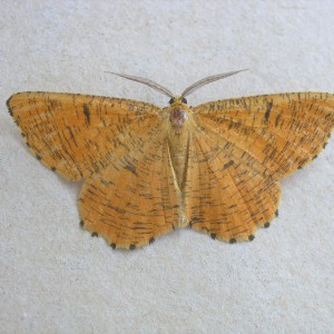 Orange Moth (Angerona prunaria)