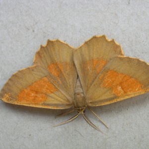 Orange Moth (Angerona prunaria)