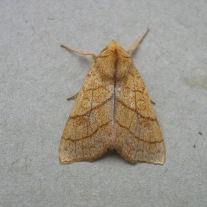 Orange Sallow (Tiliacea citrago)