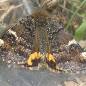 Orange Underwing (Archiearis parthenias)