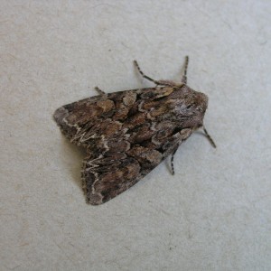 Pale-shouldered Brocade (Lacanobia thalassina)