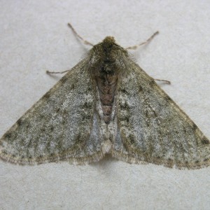 Pale Brindled Beauty (Phigalia pilosaria)