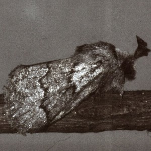 Pale Eggar (Trichiura crataegi)