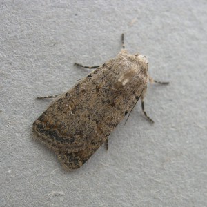 Pale Mottled Willow (Caradrina clavipalpis)