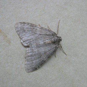 Pale November Moth (Epirrita christyi)