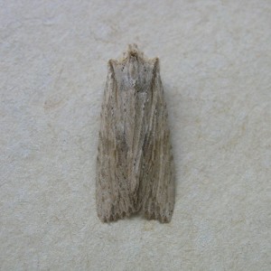 Pale Pinion (Lithophane socia)