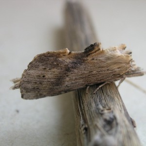 Pale Prominent (Pterostoma palpina)