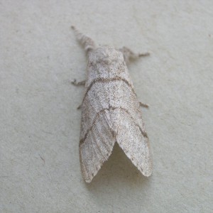 Pale Tussock (Calliteara pudibunda)