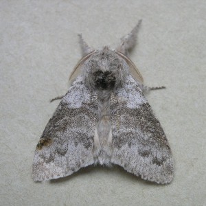 Pale Tussock (Calliteara pudibunda)