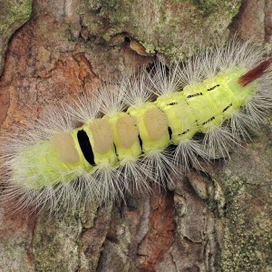 Pale Tussock (Calliteara pudibunda)