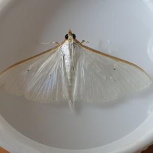 (Palpita vitrealis)