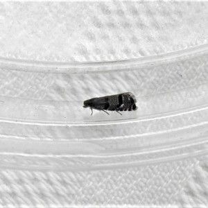(Pammene ochsenheimeriana)