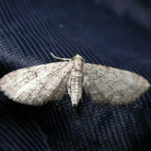 Pauper Pug (Eupithecia egenaria)