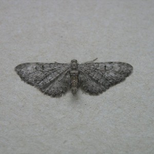 Pauper Pug (Eupithecia egenaria)