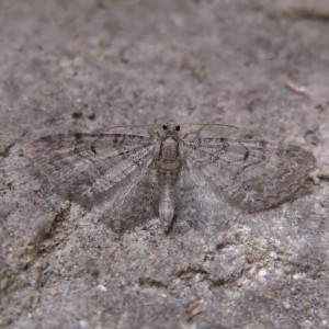 Pauper Pug (Eupithecia egenaria)