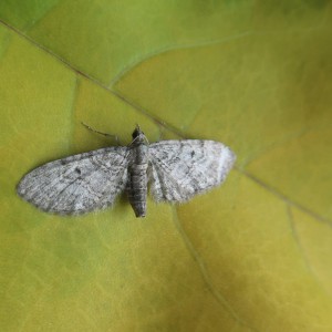 Pauper Pug (Eupithecia egenaria)