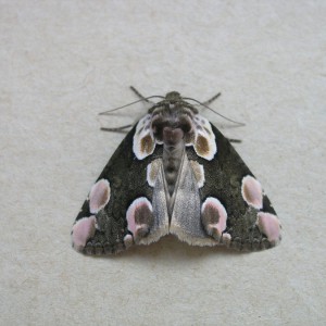 Peach Blossom (Thyatira batis)