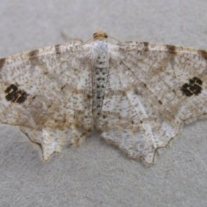 Peacock Moth (Macaria notata)