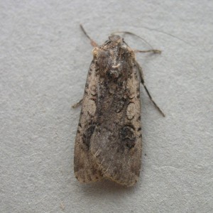 Pearly Underwing (Peridroma saucia)