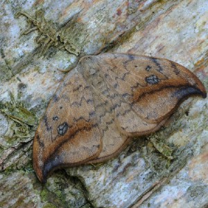 Pebble Hook-tip (Drepana falcataria)