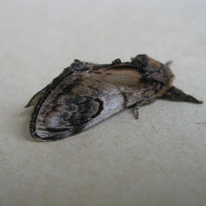 Pebble Prominent (Notodonta ziczac)