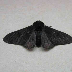 Peppered Moth (Biston betularia)