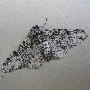 Peppered Moth (Biston betularia)