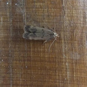 Hollyhock Seed Moth (Pexicopia malvella)