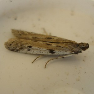 (Phycitodes binaevella)