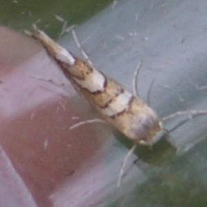 (Phyllonorycter muelleriella)