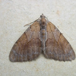Pine Carpet (Pennithera firmata)